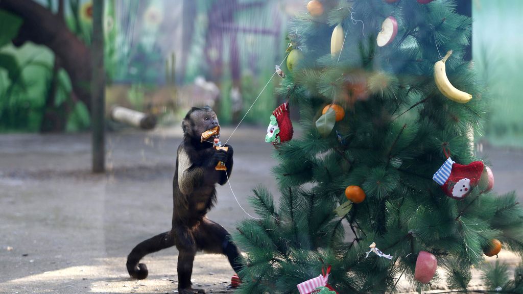La navidad para los monos del zoológico chino de Zhengzhou