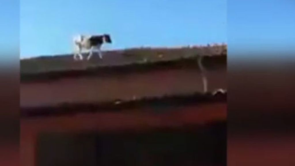 Una vaca en el tejado