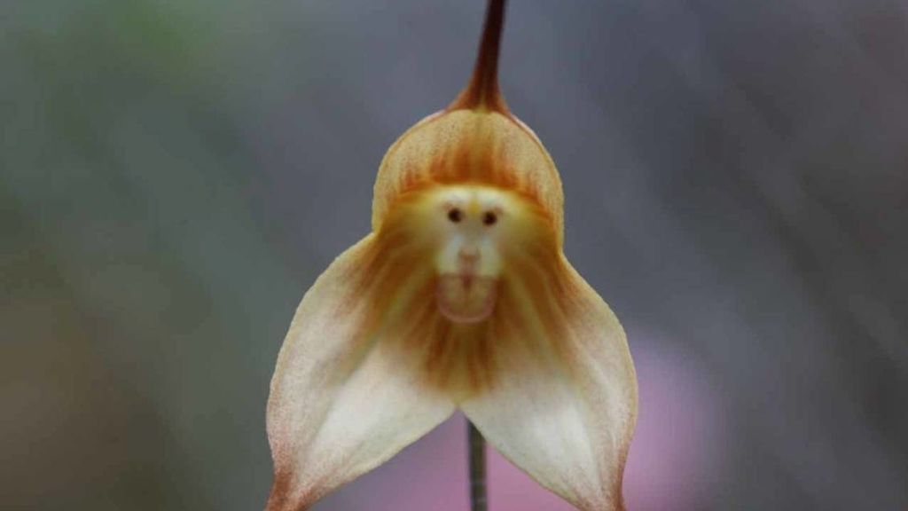 Increíble orquídea con la cara de un mono