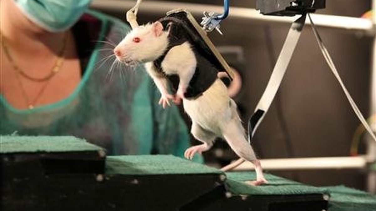 Rata, paralítica, experimento