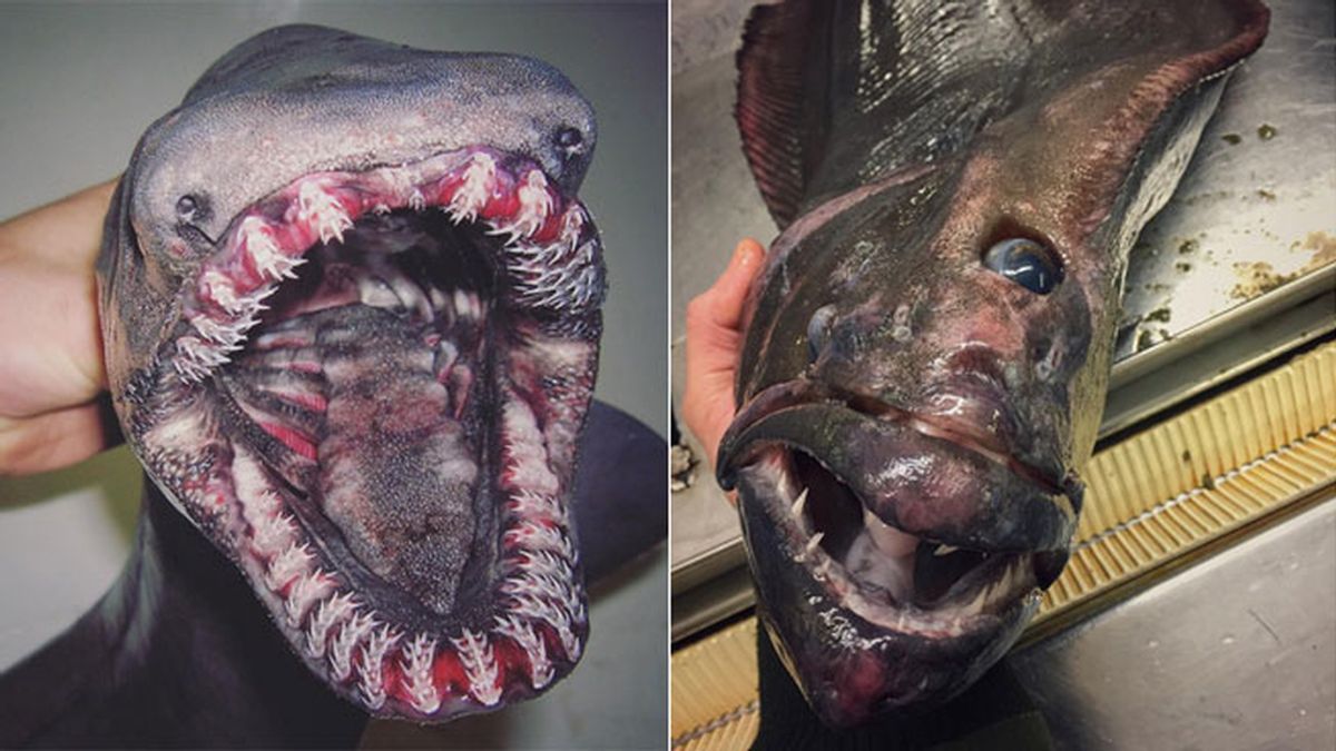 Un pescador ruso comparte las imágenes de las criaturas más terroríficas del mar