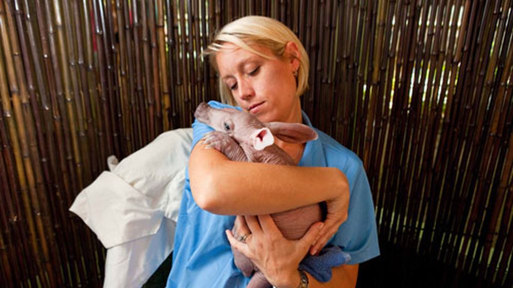 Nace en Estados Unidos un oso hormiguero sin pelo