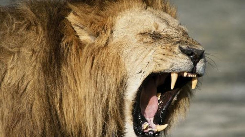 Muere una turista atacada por un león