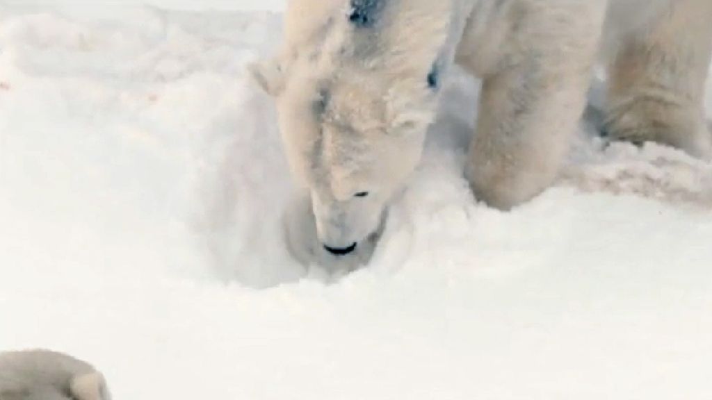 La alegría de Kalluk, Tatqiq y Chinook al revolcarse en la nieve