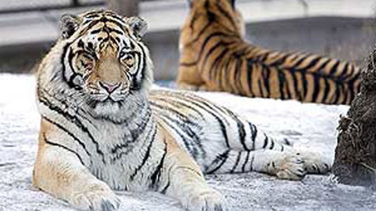 Tigres siberianos Tigres siberianos