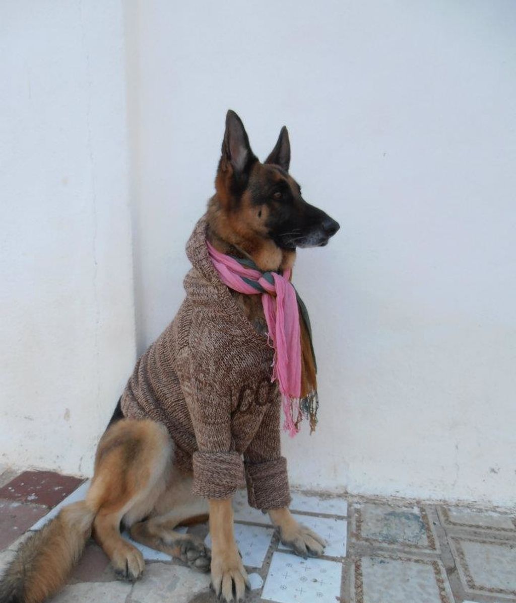 Concursantes Efecto ¡GUAU!... de mascotas