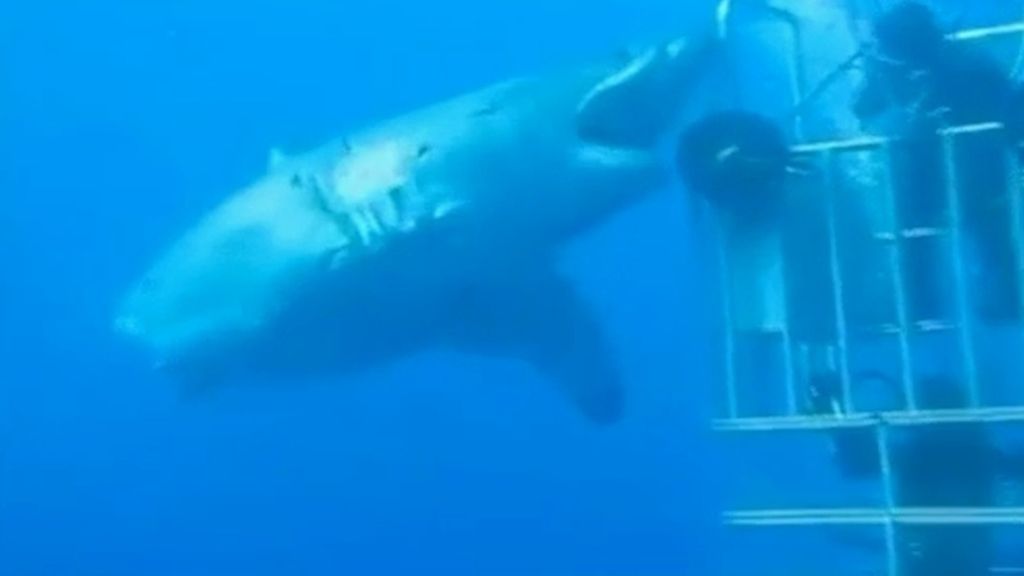Encuentran el tiburón blanco más grande hasta el momento