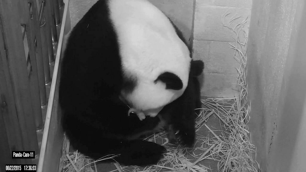 Nacen dos pandas gigantes en el zoo de Washington
