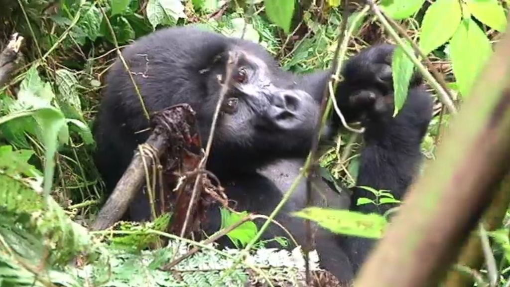 Las mejores fotos de Callejeros Viajeros con los últimos gorilas