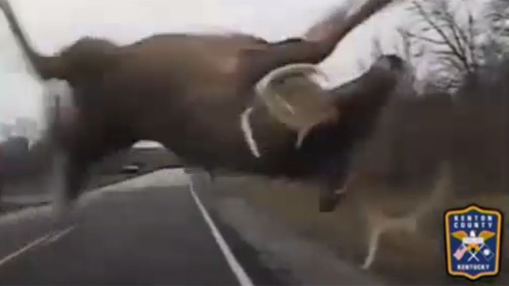 Un ciervo sale ileso tras un espectacular atropello en EEUU