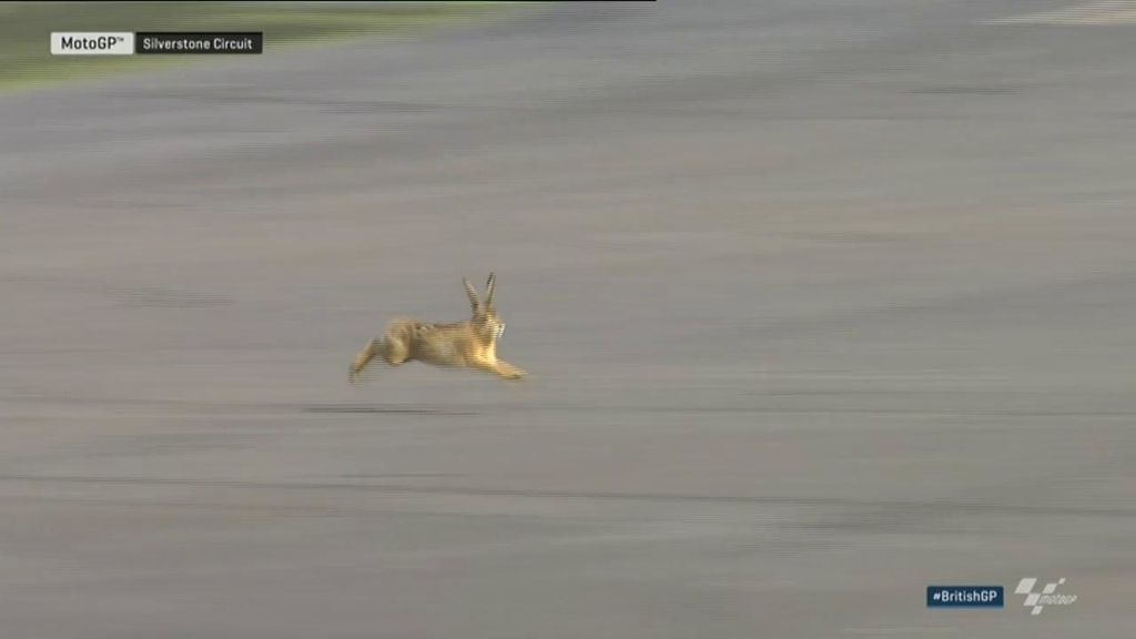 ¡Una liebre se cuela en el GP de Gran Bretaña! Corrió a sus anchas por el circuito