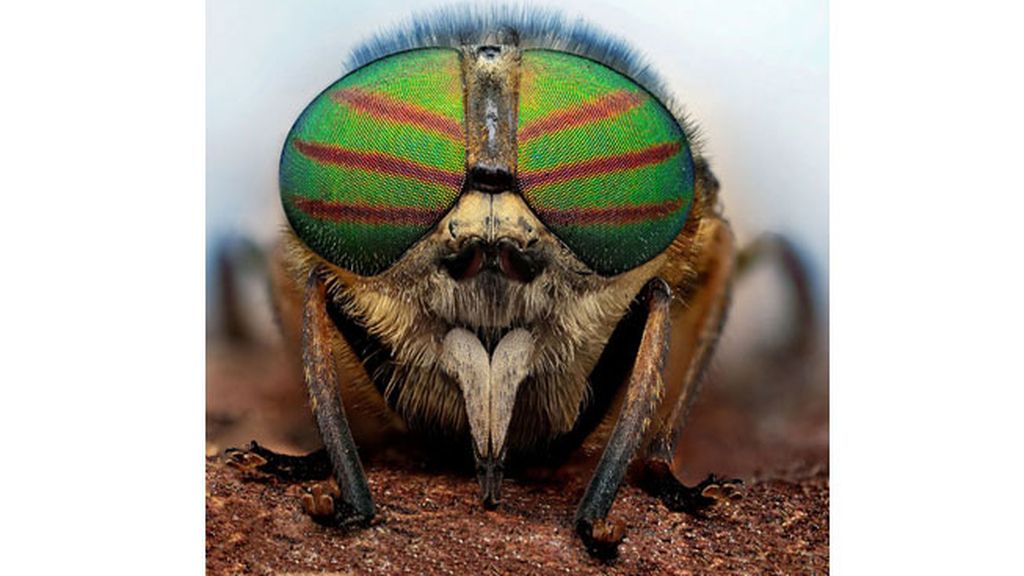 Las macrofotografías de insectos  del fotógrafo polaco Ireneusz Irass Waledzik