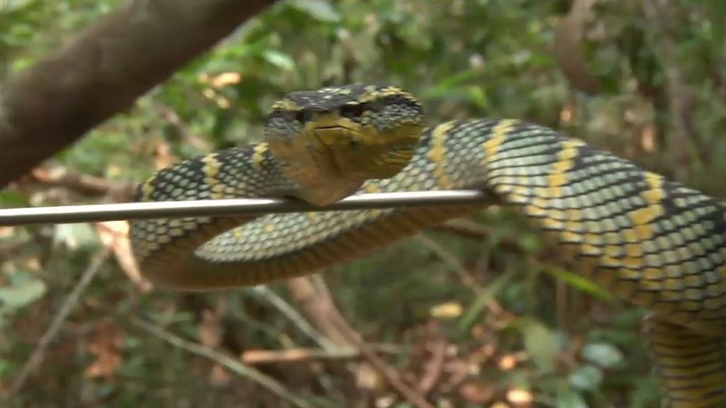 En 'Víboras', Frank nos muestra algunas de las serpientes más peligrosas de Asia