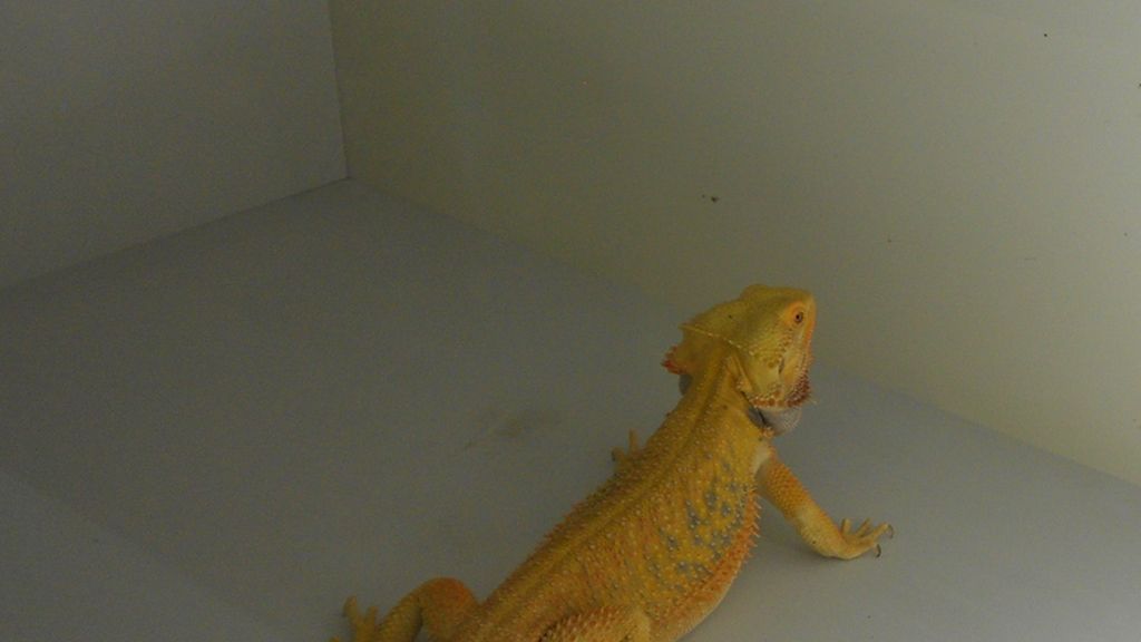 Mascotas de lo más originales