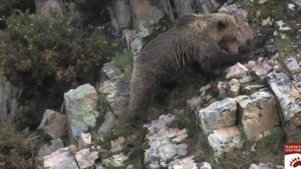 La población de oso pardo se recupera en la Cordillera Cantábrica