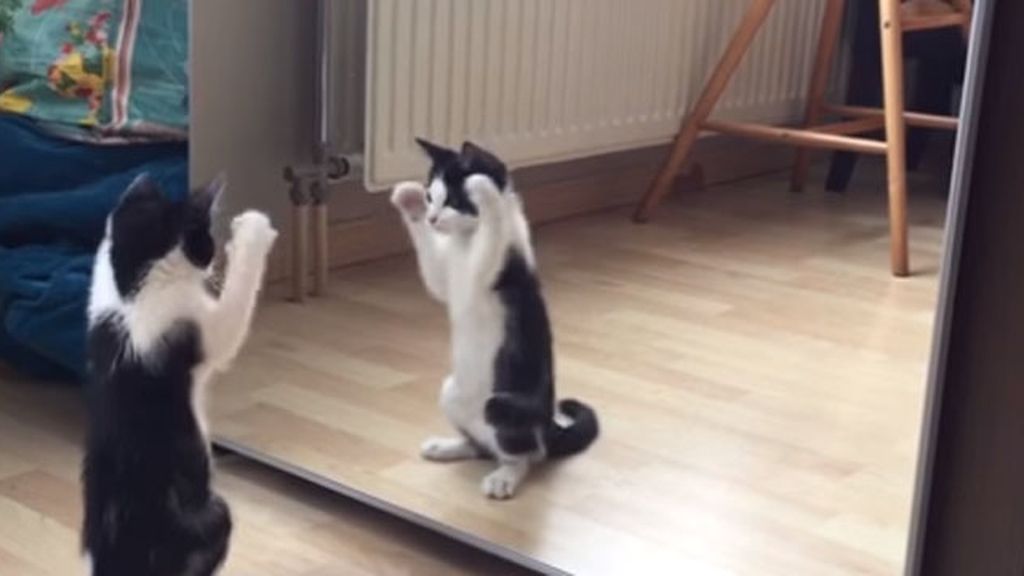 ¿Cómo reacciona un gatito frente al espejo por primera vez?