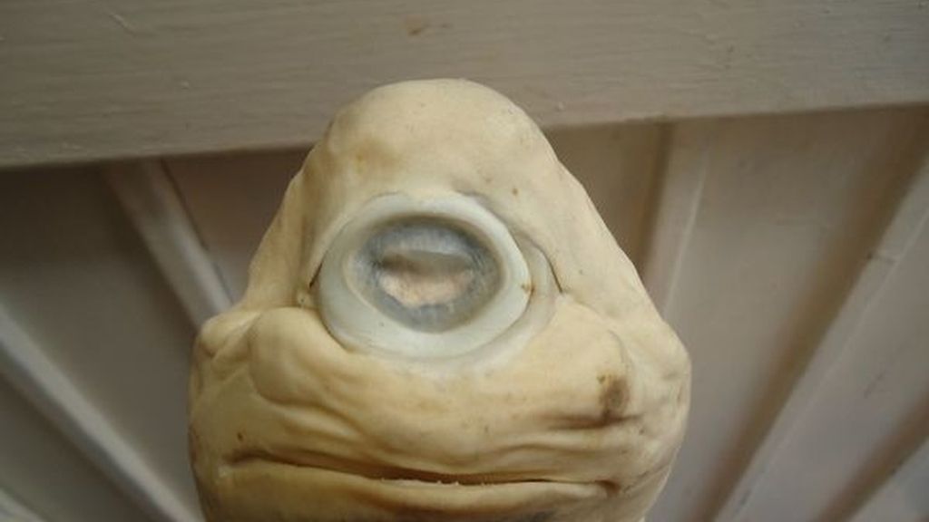 Hallan un tiburón cíclope albino