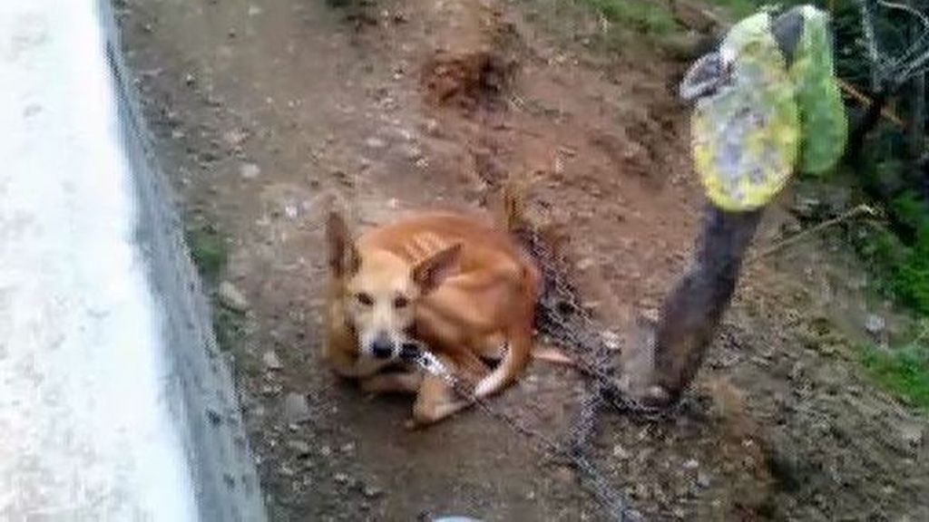 Encuentran en Málaga a más de una veintena de perros desnutridos