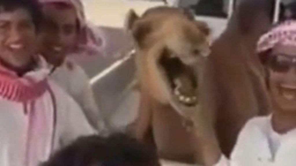 El camello que no puede parar de reír