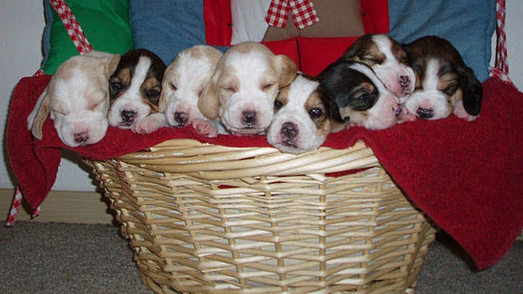 Adorables mascotas