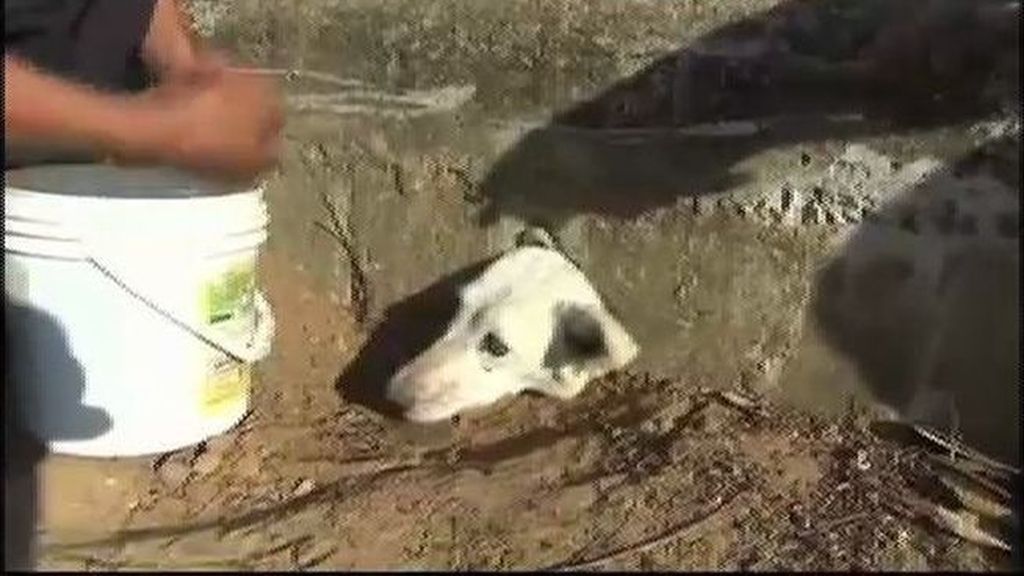 Angustioso rescate de un perro atrapado bajo tierra