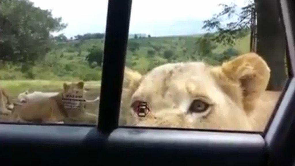 Momentos de angustia cuando un león abre con la boca la puerta de un coche