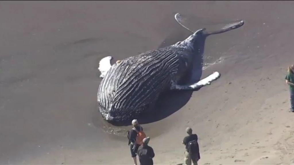 Aparece varada una ballena jorobada en las playas de California