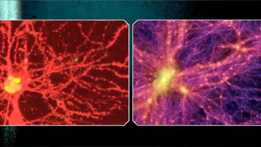 El cerebro en el Universo