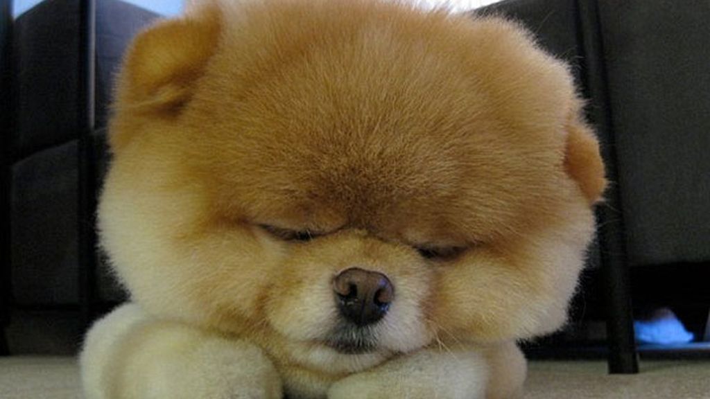 El perro de los dos millones de fans