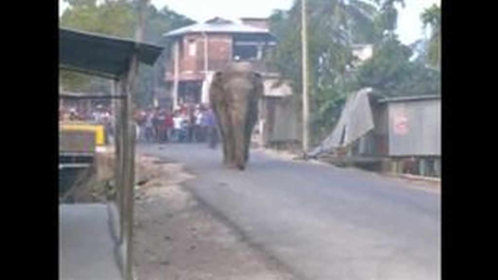 Un elefante se cuela en una aldea india provocando el caos