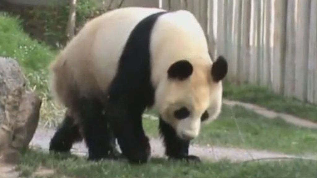 Llevan a cabo la inseminación artificial de una osa panda en el Zoo de Madrid