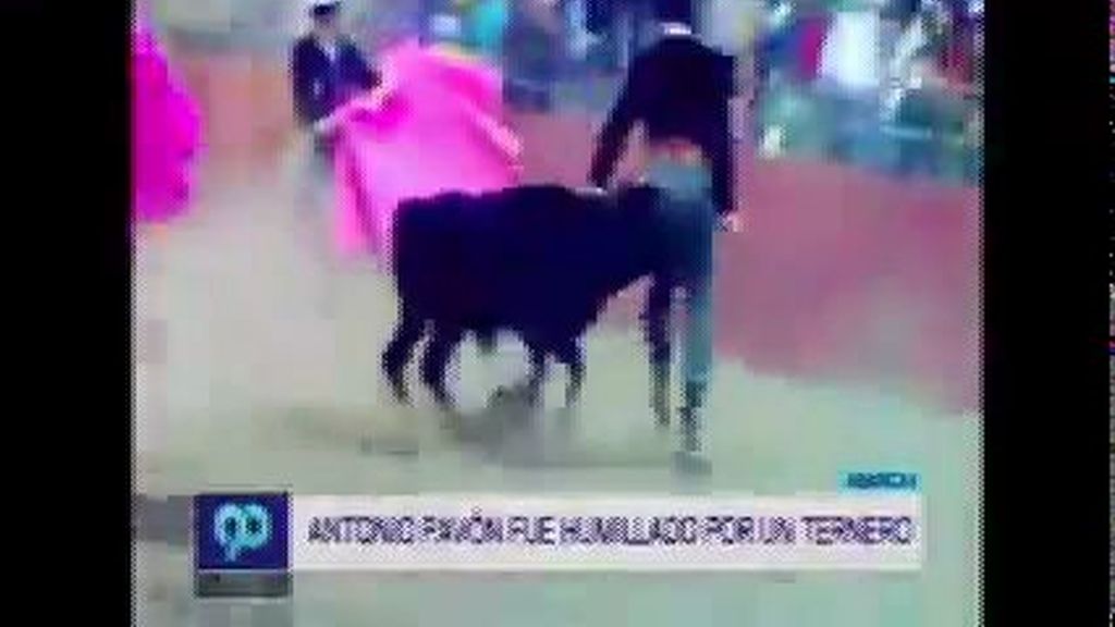 Antonio Pavón sufre una aparatosa cogida al intentar torear un ternero