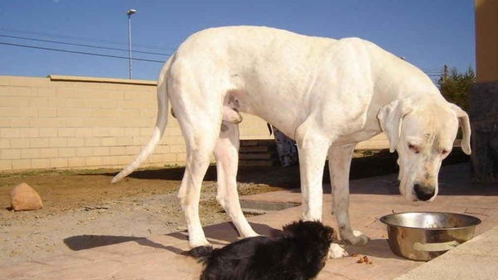 Concursantes Efecto ¡GUAU!... de mascotas