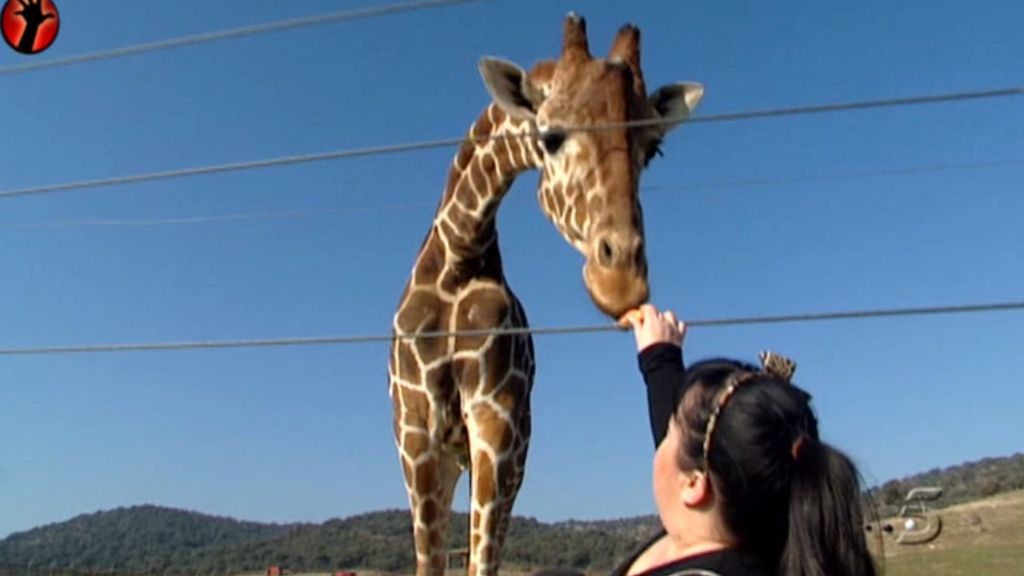 La reportera bautiza como 'Sálvame' y 'Deluxe' a dos llamas