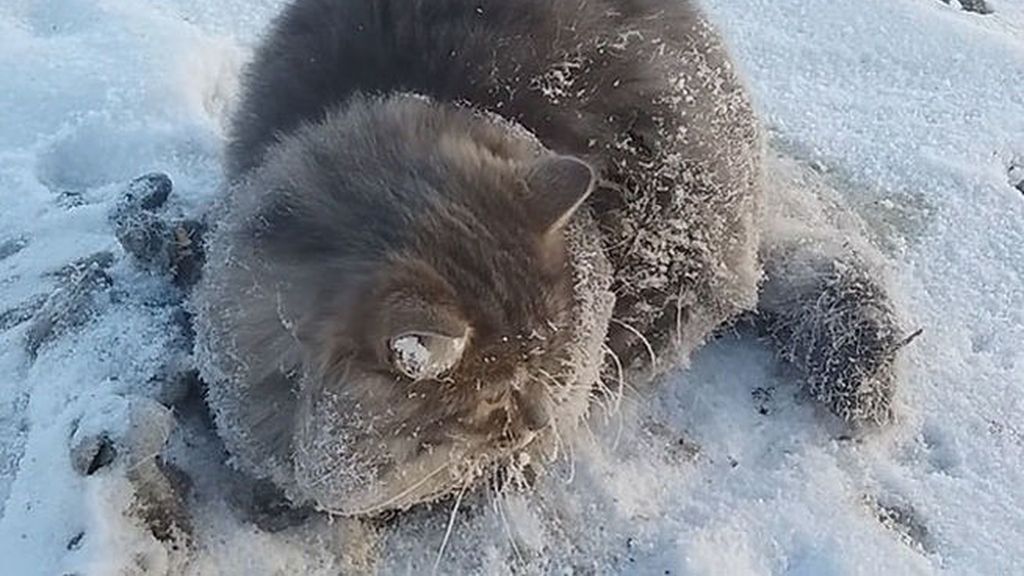 A punto de morir congelado, este gato ruso salva la vida gracias al agua