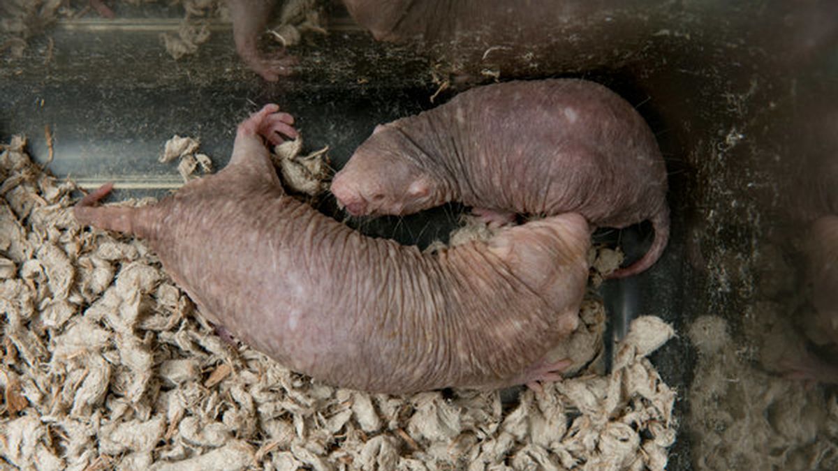 La rata topo desnuda, una nueva vía de investigación en la lucha contra el cáncer