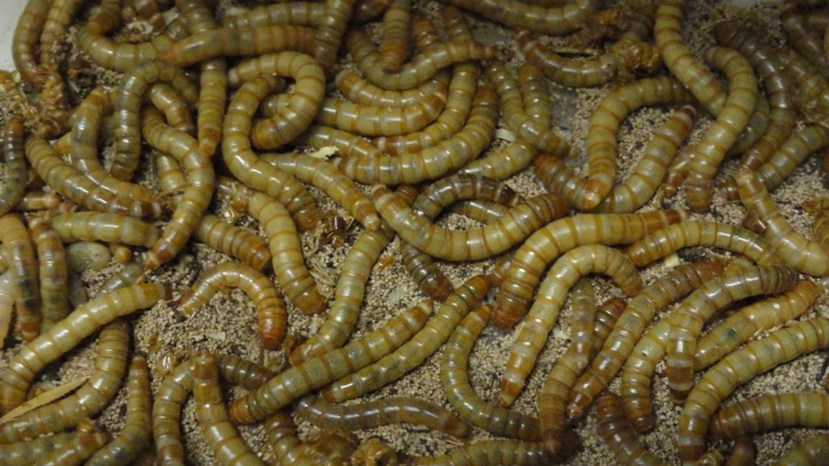 Comer gusanos, una alternativa nutritiva y ecológica