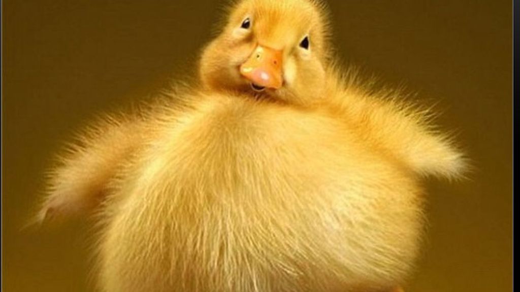 La obesidad en el reino animal