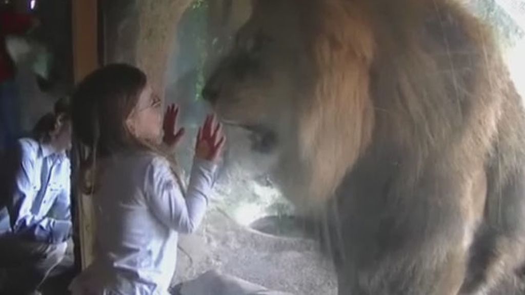 Un león, una niña y una curiosa reacción