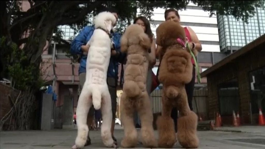 La nueva moda estética para mascotas que arrasa en Taiwán