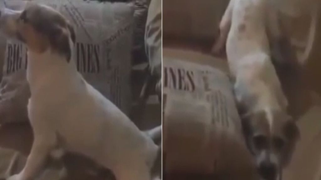 ¡No quiero mirar!...así reacciona un perro aficionado a las películas de terror