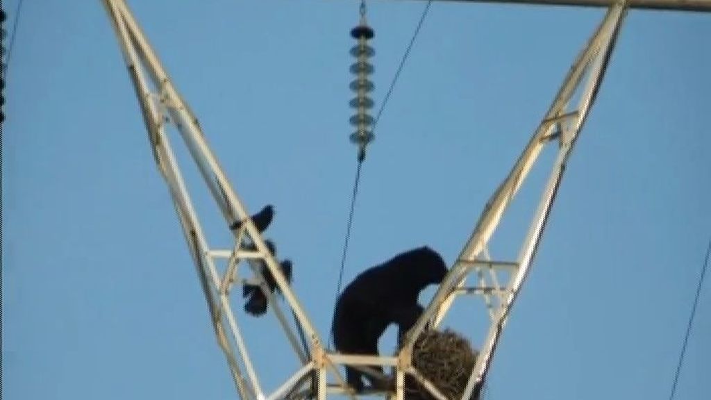 Un oso escala una torre de alta tensión para llegar a un nido de cuervos