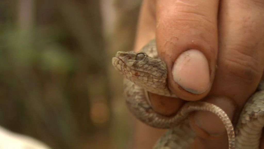 En 'Víboras', Frank nos muestra algunas de las serpientes más peligrosas de Asia