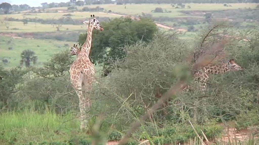 Un paseo por la Sabana