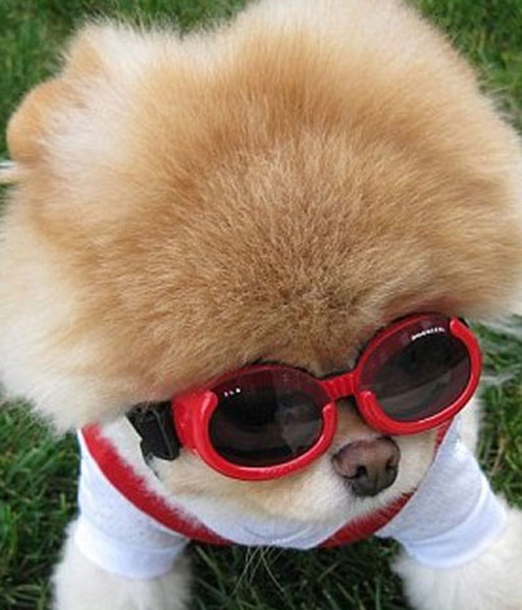 El perro de los dos millones de fans