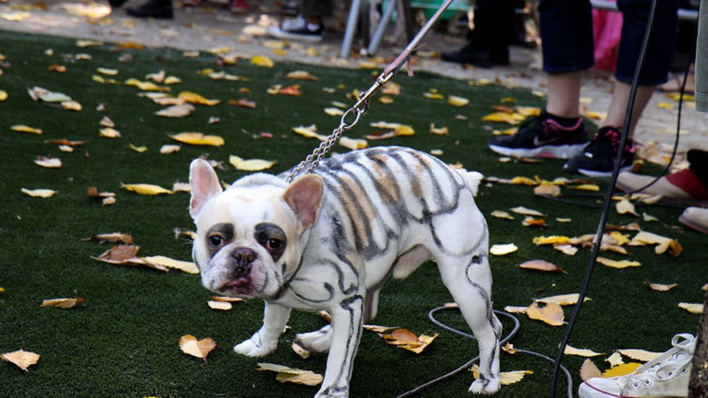 Perrunos disfraces de Halloween