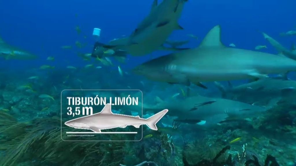 Buceo 1: Explorando el terreno con tiburones limón