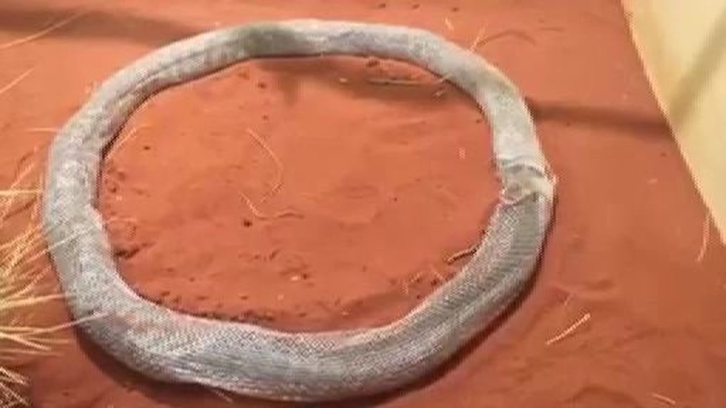 La serpiente que se come a sí misma