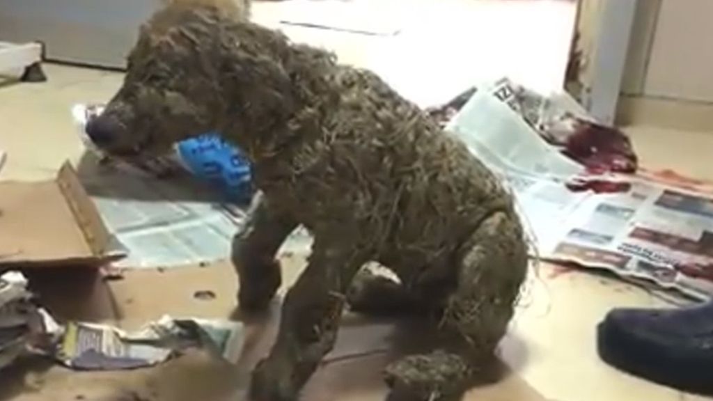 La recuperación de un perro que fue cubierto de pegamento por diversión