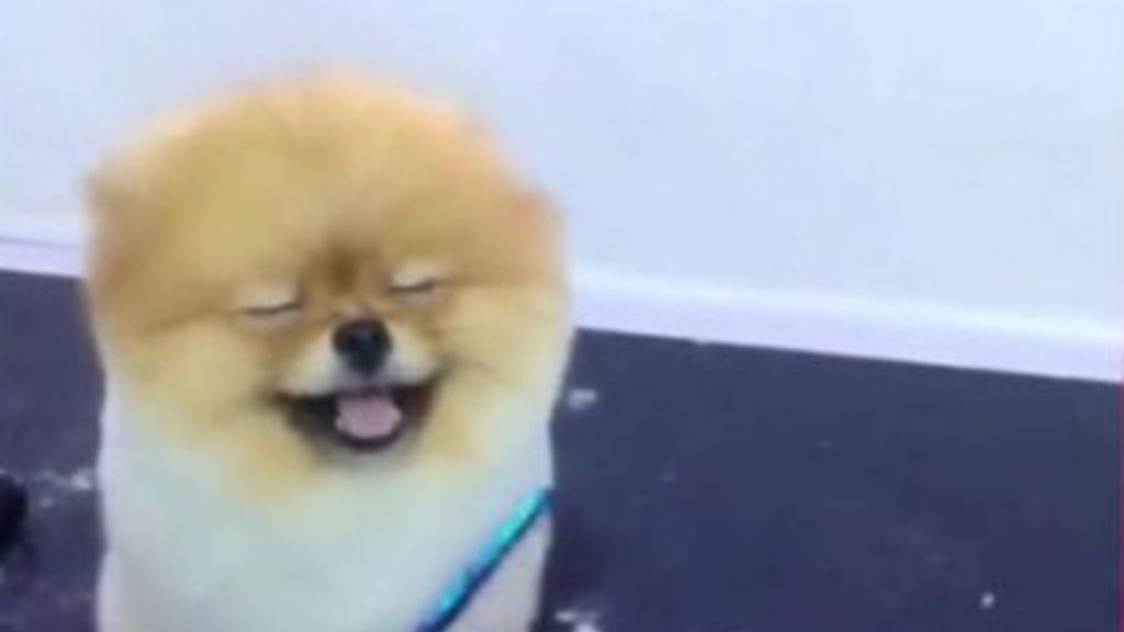 La felicidad de este perro en la peluquería revoluciona la Red